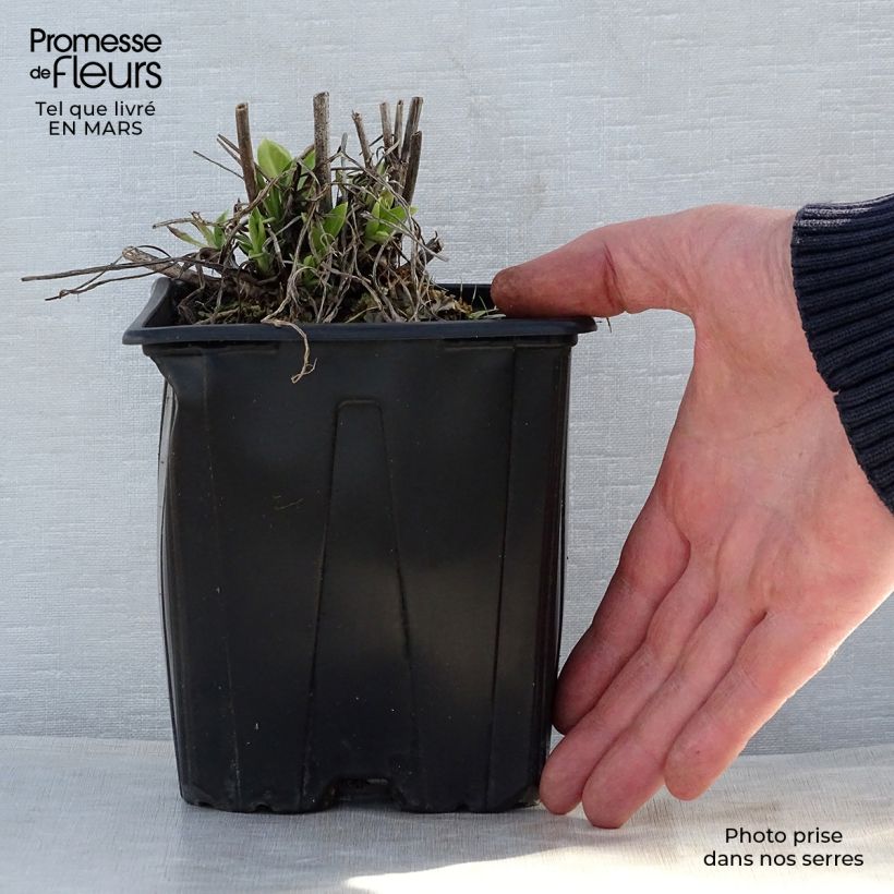 Exemplaar van Scabiosa caucasica Alba - Kaukasisch duifkruid Pot van 2 l/3 l zoals geleverd in de lente