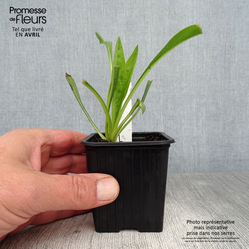 Exemplaar van Scabiosa caucasica Fama - Kaukasisch duifkruid Kweekpotje van 8/9 cm zoals geleverd in de lente