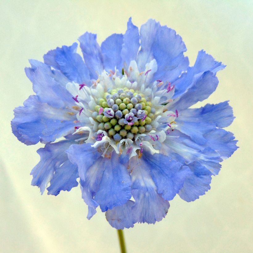Scabiosa caucasica Perfecta - Kaukasisch duifkruid (Flowering)