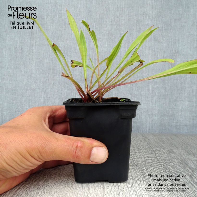 Exemplaar van Scabiosa caucasica Perfecta - Kaukasisch duifkruid Kweekpotje van 7/8 cm zoals geleverd in de zomer