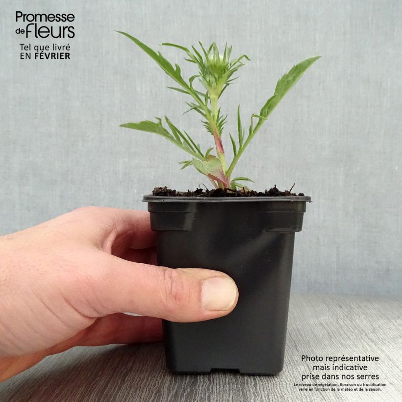 Example of Scabieuse du Caucase - Scabiosa caucasica Perfecta Kweekpotje van 7/8 cm as you get in hiver