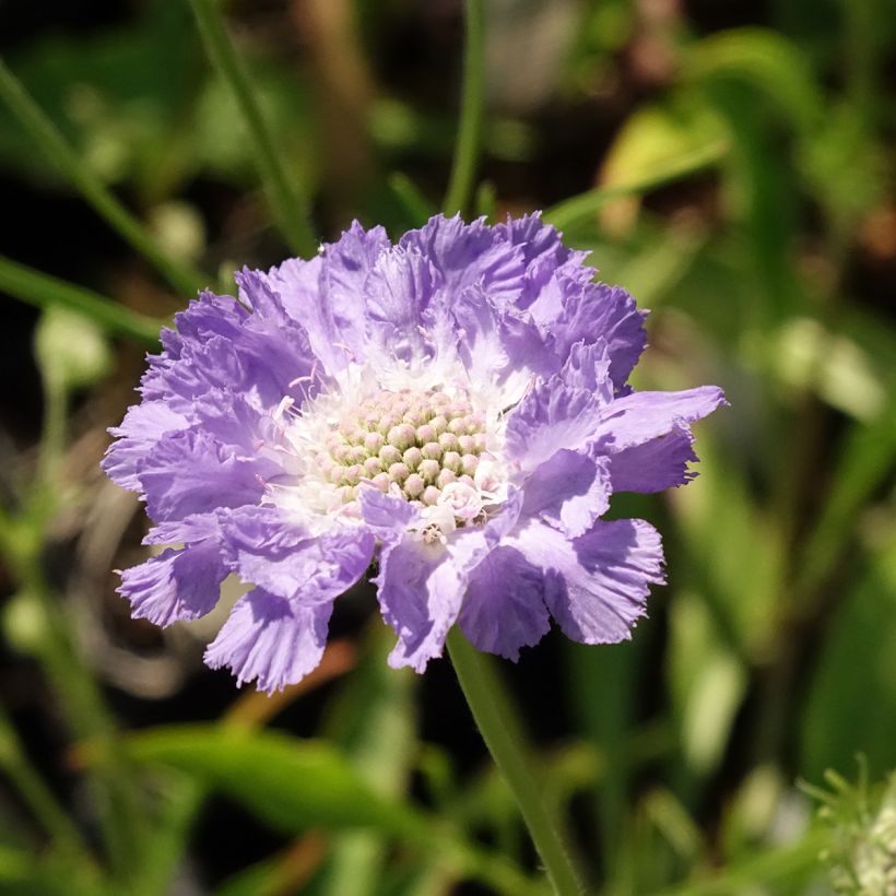Scabiosa caucasica Perfecta - Kaukasisch duifkruid (Bloei)