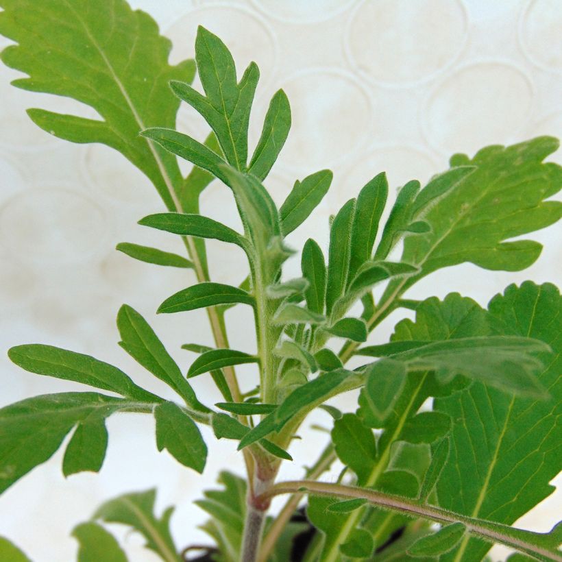 Scabiosa ochroleuca - Duifkruid (Foliage)