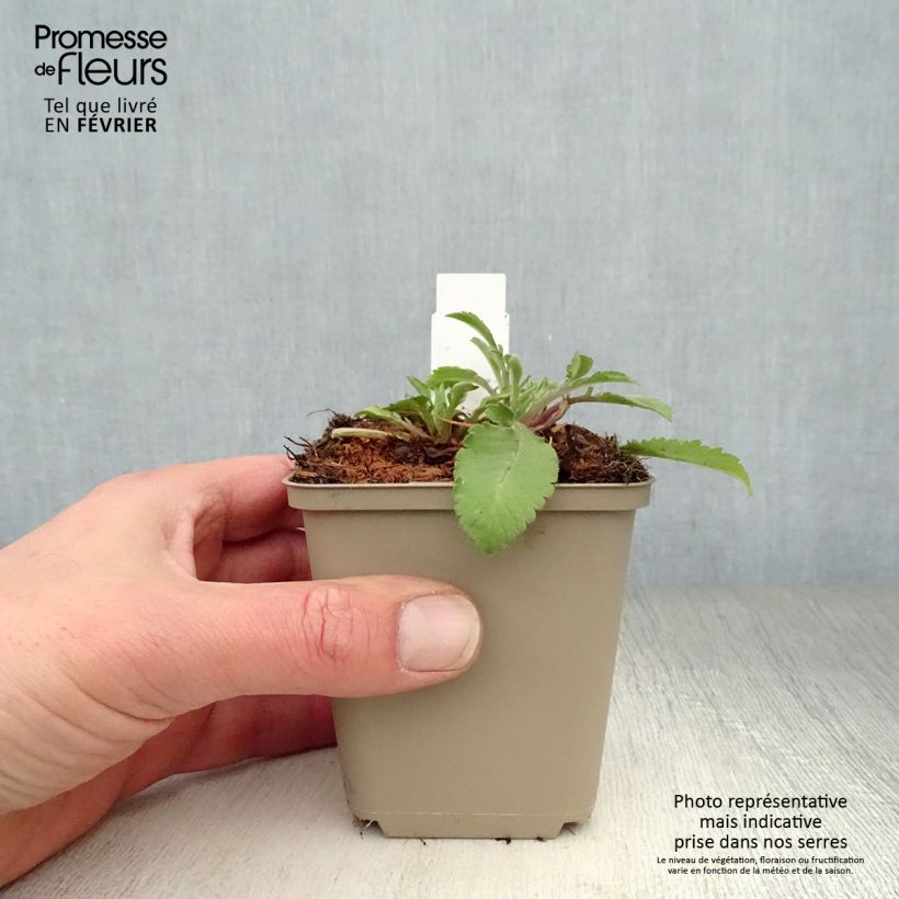 Example of Scabieuse jaune - Scabiosa ochroleuca Kweekpotje van 8/9 cm as you get in hiver