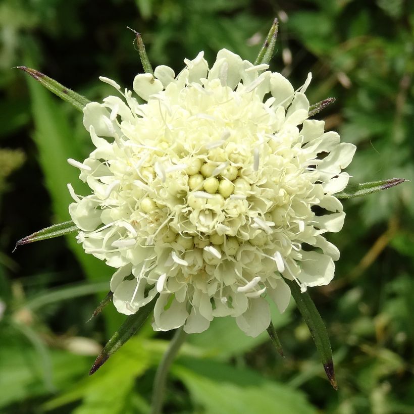 Scabiosa ochroleuca - Duifkruid (Flowering)