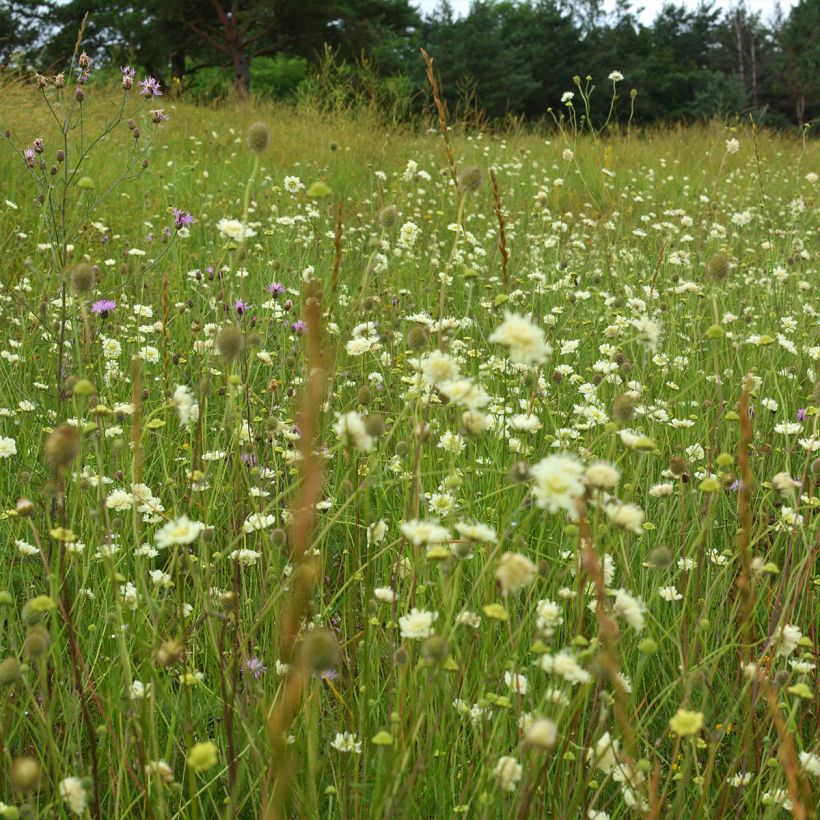Scabiosa ochroleuca - Duifkruid (Plant habit)