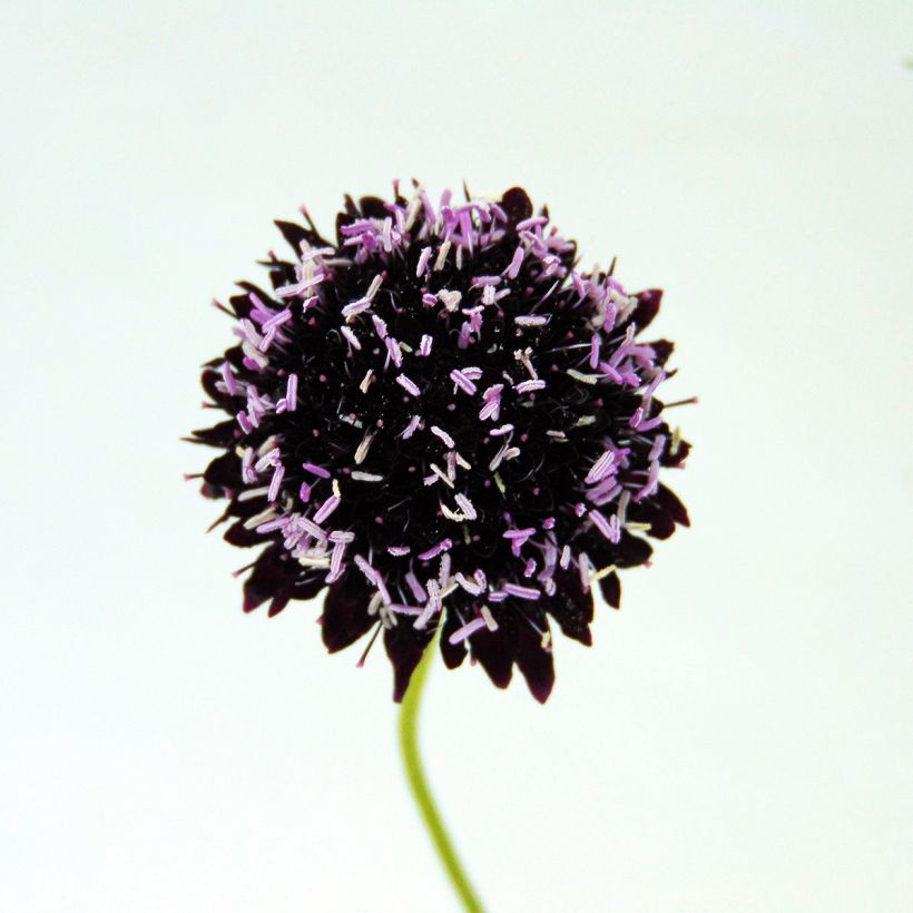 Scabiosa Chile Black - Duifkruid (Bloei)