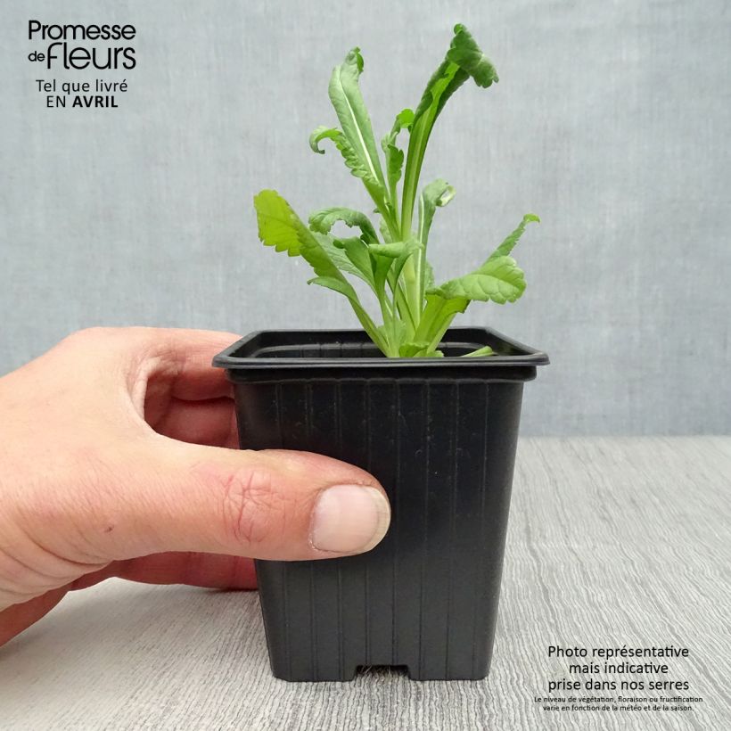 Exemplaar van Scabiosa Chile Black - Duifkruid Kweekpotje van 7/8 cm zoals geleverd in de lente