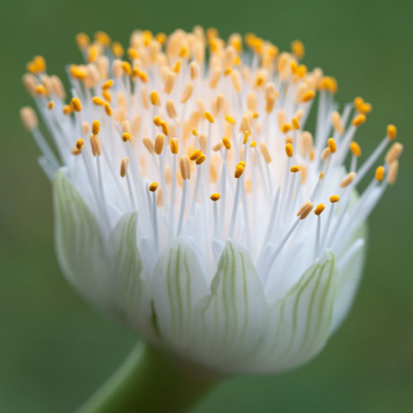 Scadoxus of Haemanthus albiflos (Bloei)