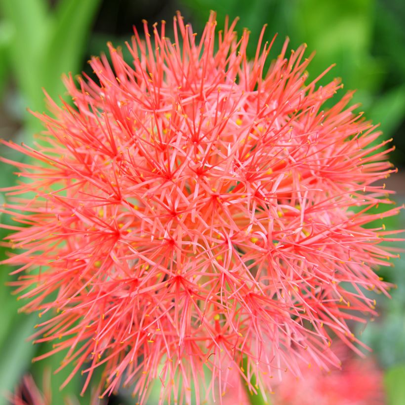 Scadoxus multiflorus - Poederkwast (Bloei)