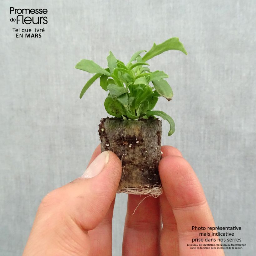 Example of Scaevola Surdiva Blanc - Fleur éventail de fée Mini-mot Ø 3/4 cm as you get in printemps