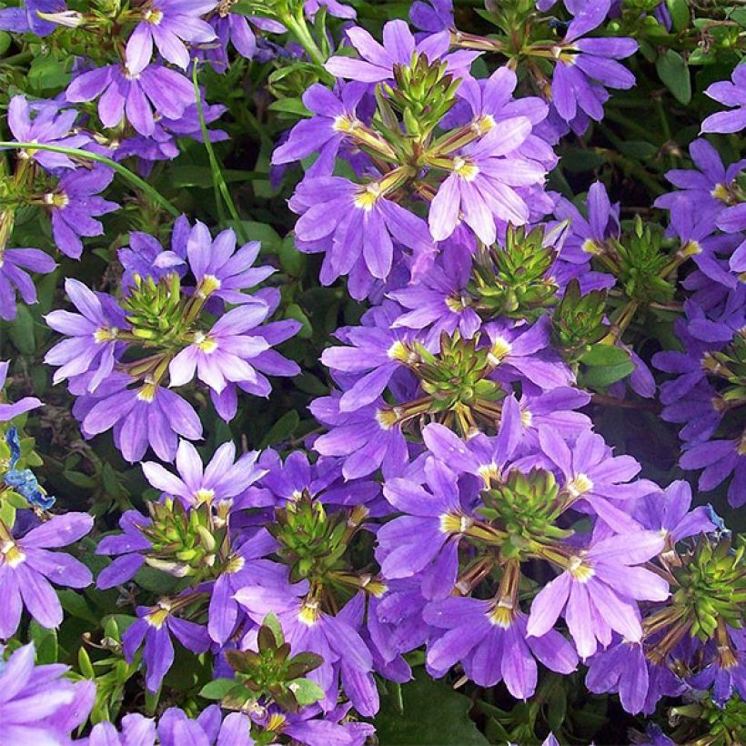 Scaevola aemula Surdiva Blauw - Waaierbloem (Flowering)