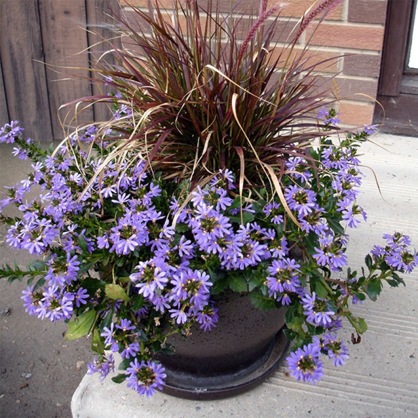 Scaevola aemula Surdiva Blauw - Waaierbloem (Plant habit)