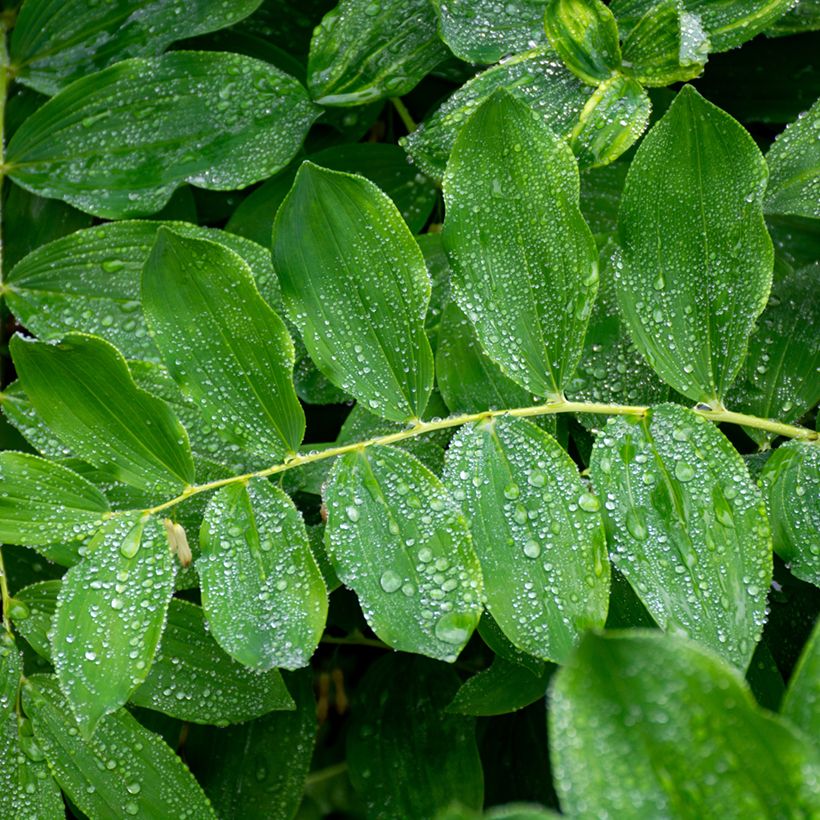 Polygonatum multiflorum - Gewone salomonszegel (Blad)