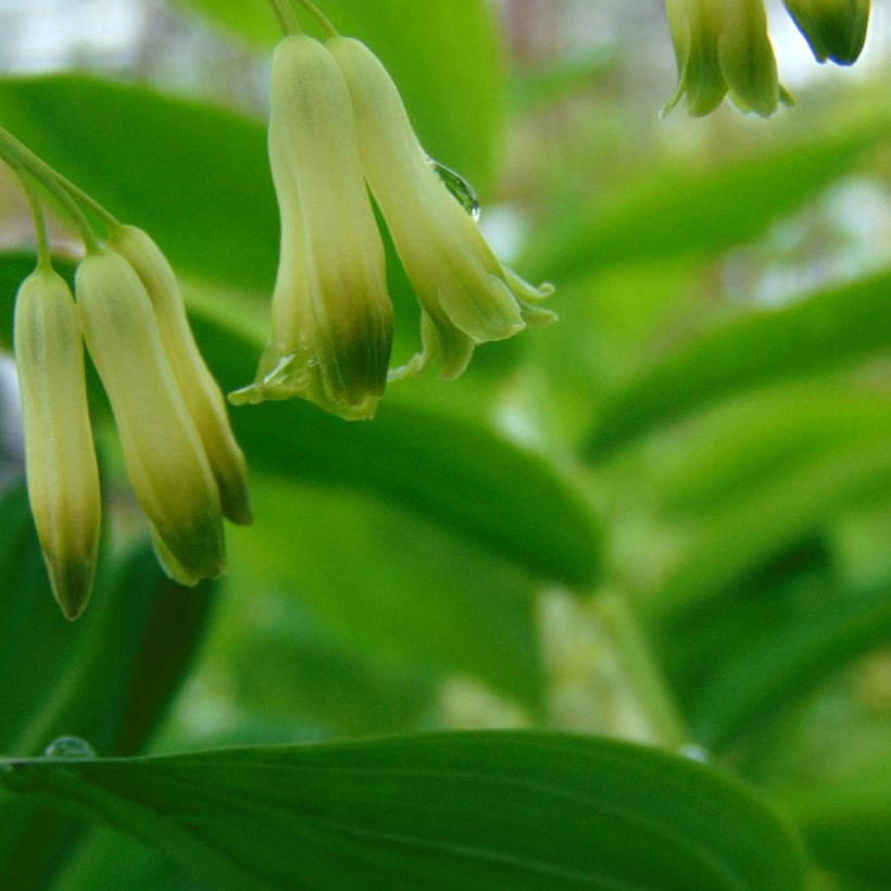 Polygonatum commutatum - Salomonszegel (Flowering)