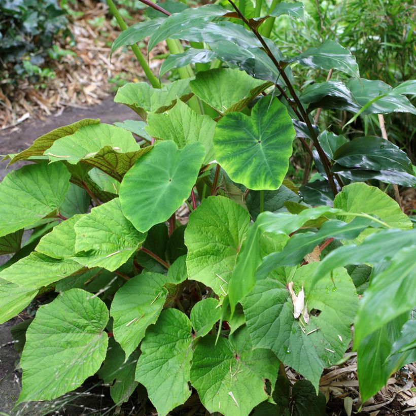 Begonia Torsa - Scheefblad (Groeiplaats)