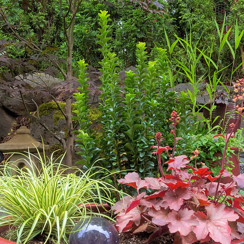 Euonymus japonicus Green Spire - Japanse kardinaalsmuts (Plant habit)