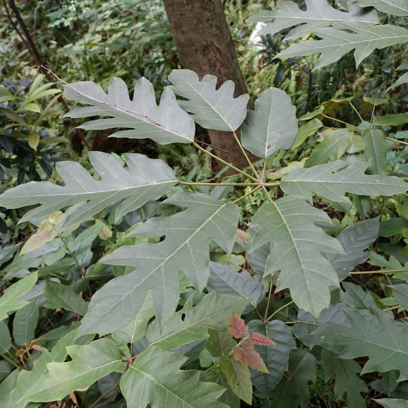 Schefflera delavayi - Vingersboom (Blad)