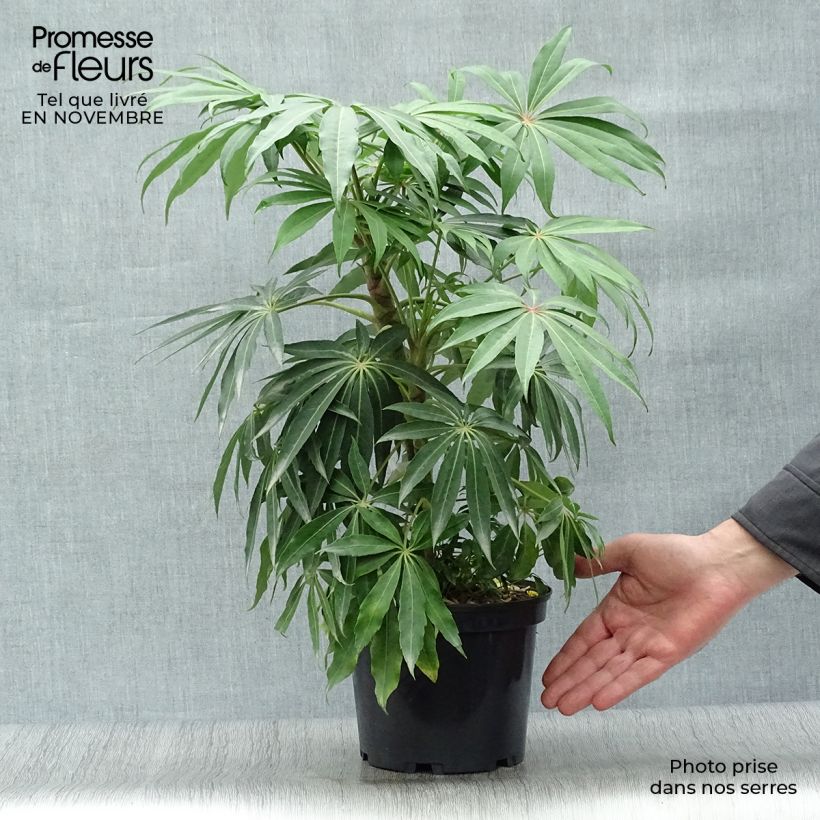 Exemplaar van Schefflera taiwaniana - Vingersboom Pot van 2 l/3 l zoals geleverd in de herfst