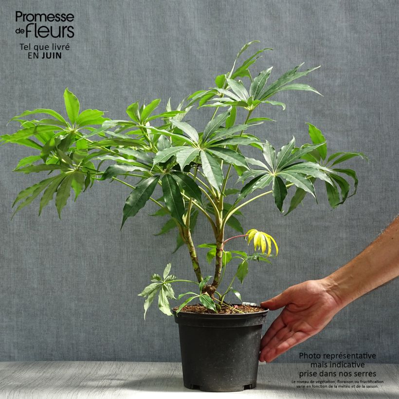 Exemplaar van Schefflera taiwaniana - Vingersboom Pot van 2 l/3 l zoals geleverd in de zomer
