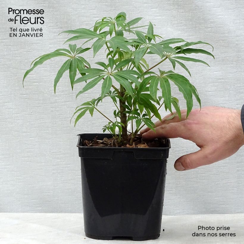Example of Schefflera taiwaniana Pot van 2 l/3 l as you get in hiver