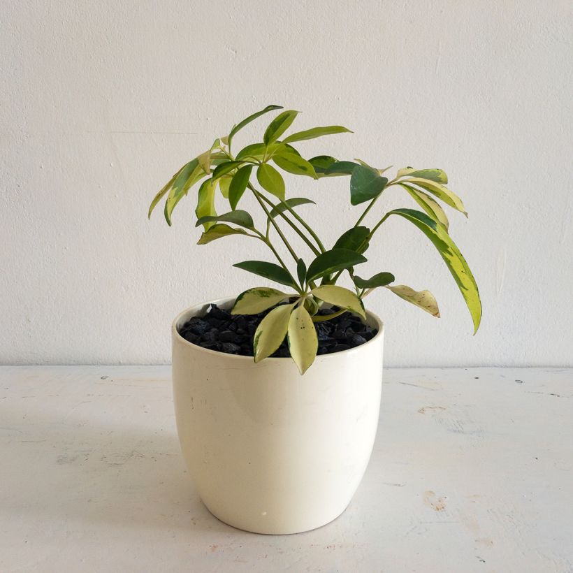 Schefflera Madame De Smet - Vingersboom (Groeiplaats)