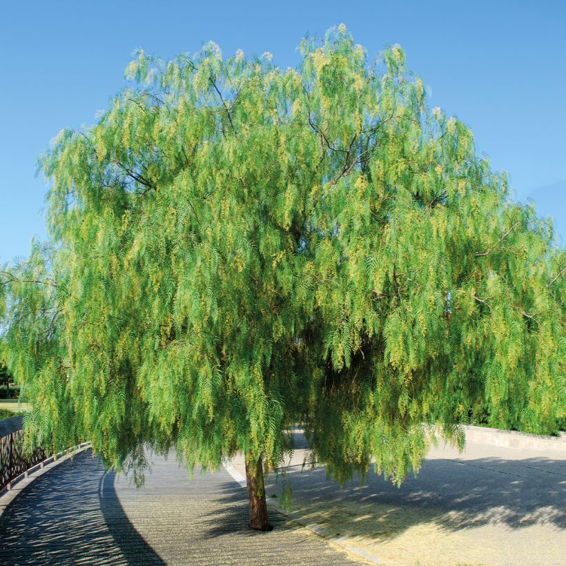 Schinus molle - Peruaanse peper (Groeiplaats)