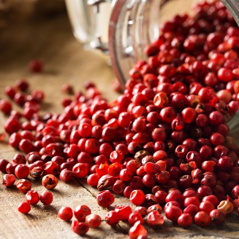 Schinus terebinthifolius - Roze peper (Oogst)