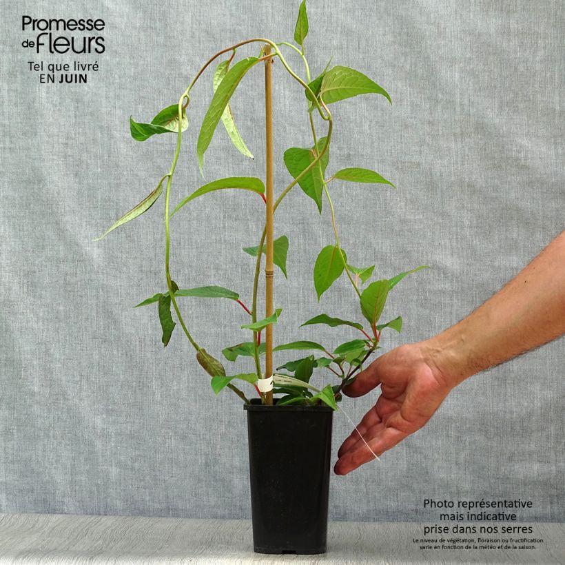 Exemplaar van Schisandra grandiflora - Chinese magnolia-wijnstok Pot van 1,5 l/2 l zoals geleverd in de zomer
