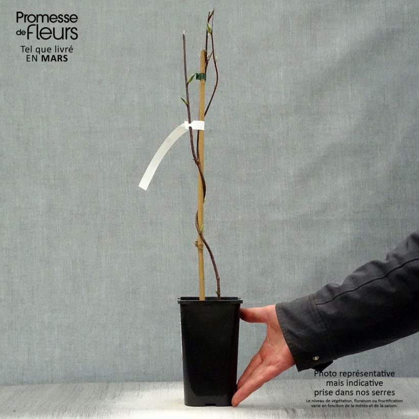 Exemplaar van Schisandra grandiflora - Chinese magnolia-wijnstok Pot van 1,5 l/2 l zoals geleverd in de lente