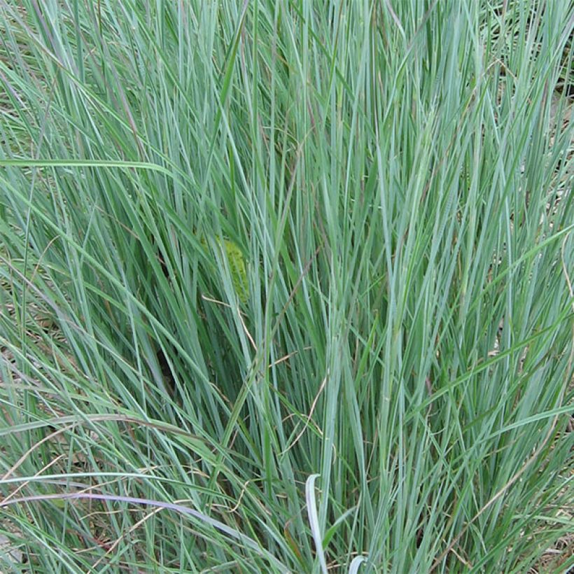 Schizachyrium scoparium - Prairiegras (Foliage)