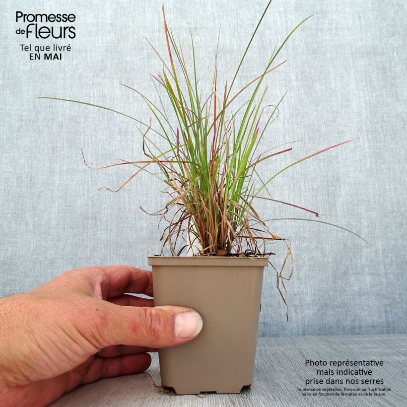 Exemplaar van Schizachyrium scoparium Blaze - Prairiegras Kweekpotje van 8/9 cm zoals geleverd in de lente