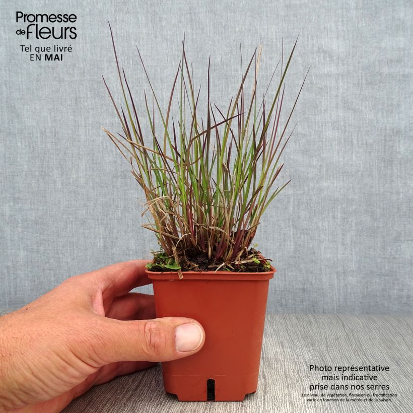 Exemplaar van Schizachyrium scoparium Blue Heaven - Prairiegras Kweekpotje van 8/9 cm zoals geleverd in de lente