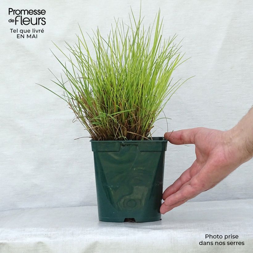 Exemplaar van Schizachyrium scoparium Blue Heaven - Prairiegras Pot van 2 l/3 l zoals geleverd in de lente