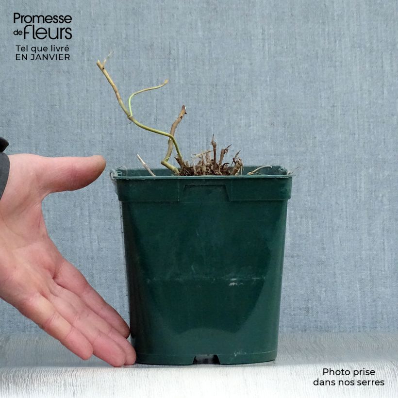 Example of Schizachyrium scoparium Blue Heaven Pot van 2 l/3 l as you get in hiver