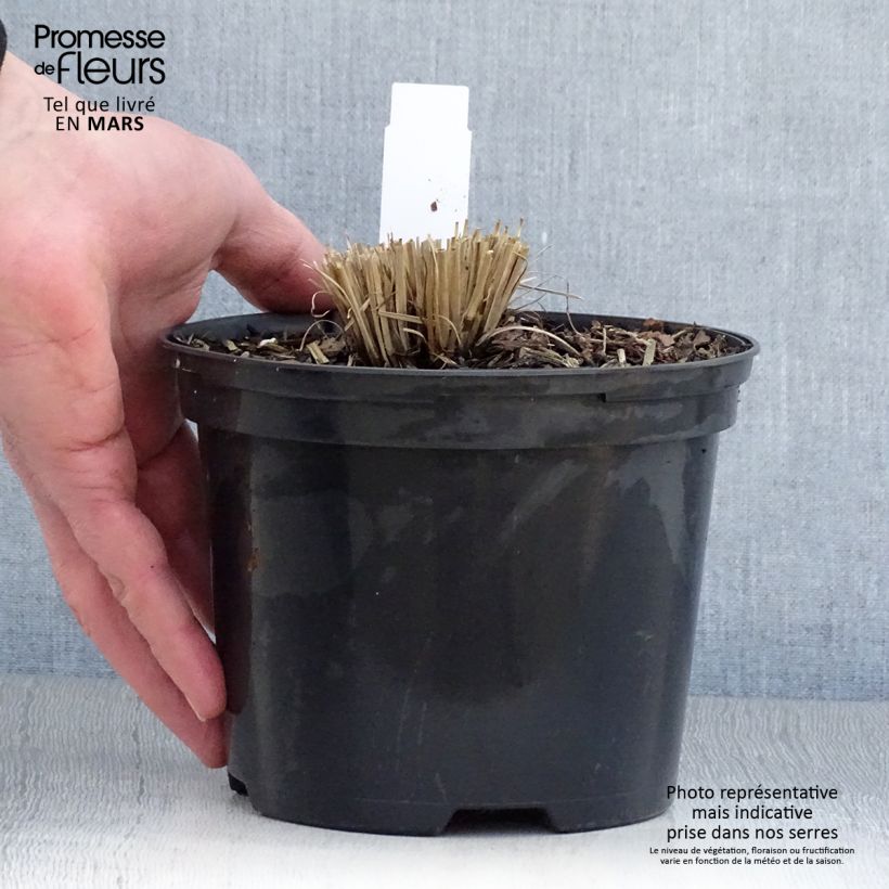 Exemplaar van Schizachyrium scoparium Chameleon - Prairiegras Pot van 2 l/3 l zoals geleverd in de lente