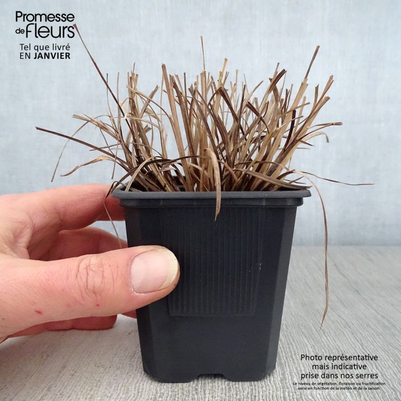 Example of Schizachyrium scoparium Kweekpotje van 8/9 cm as you get in hiver