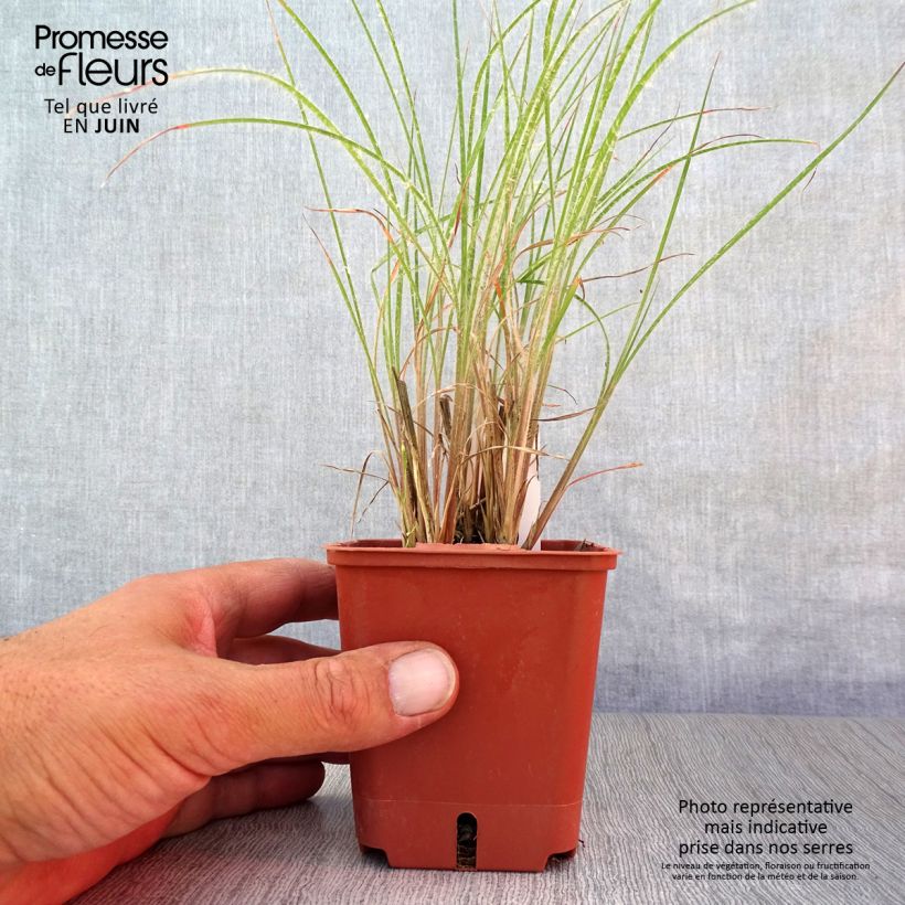 Exemplaar van Schizachyrium scoparium Ha Ha Tonka - Prairiegras Kweekpotje van 8/9 cm zoals geleverd in de zomer
