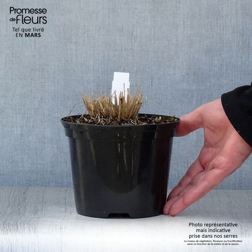 Exemplaar van Schizachyrium scoparium Ha Ha Tonka - Prairiegras Pot van 2 l/3 l zoals geleverd in de lente