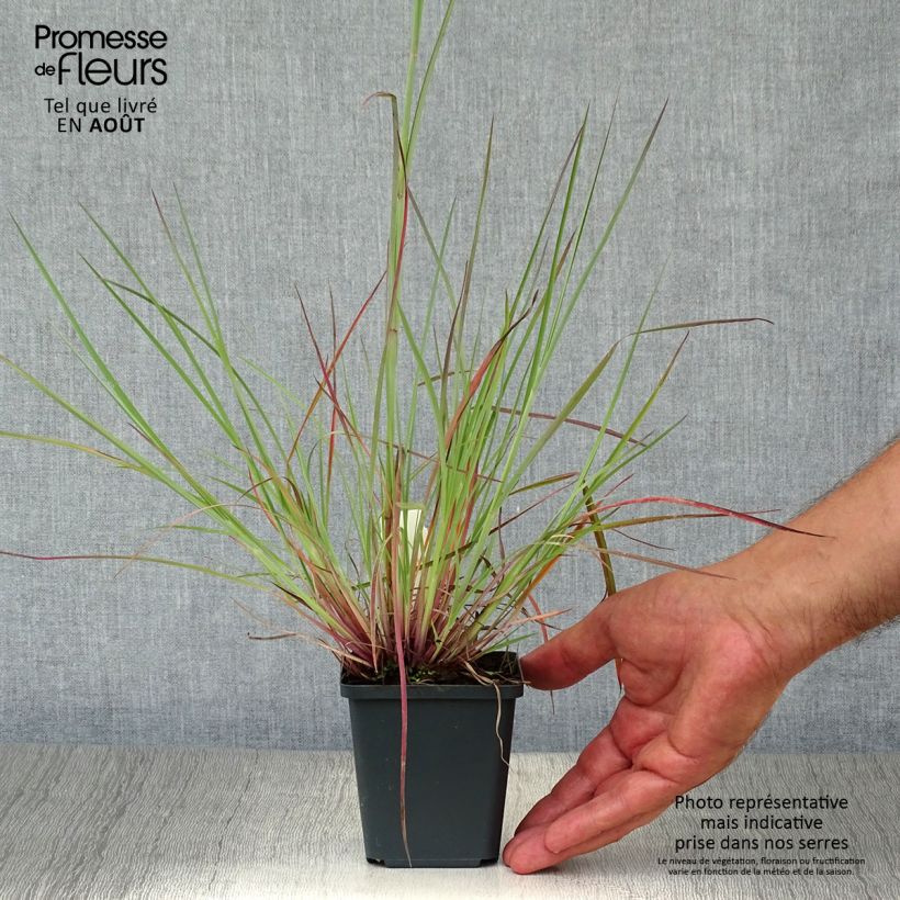 Exemplaar van Schizachyrium scoparium Prairie Blues - Prairiegras Kweekpotje van 8/9 cm zoals geleverd in de zomer