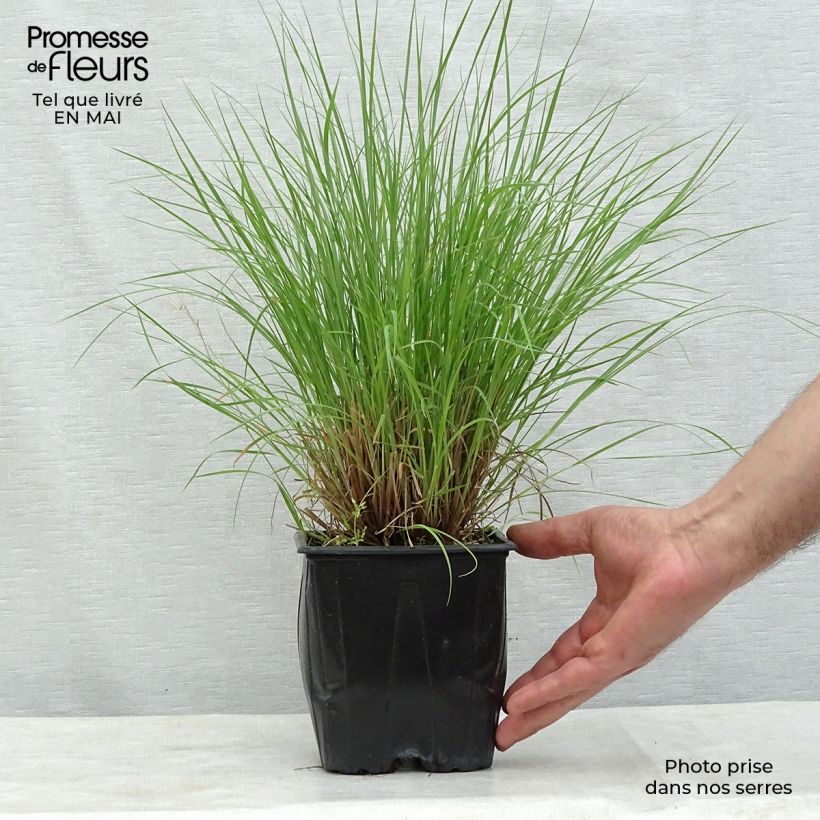 Exemplaar van Schizachyrium scoparium Prairie Blues - Prairiegras Pot van 2 l/3 l zoals geleverd in de lente