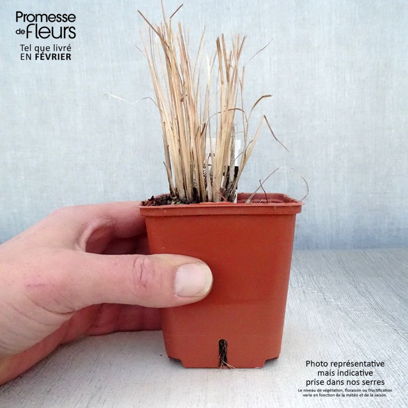 Example of Schizachyrium scoparium Standing Ovation - Prairiegras Kweekpotje van 8/9 cm as you get in hiver