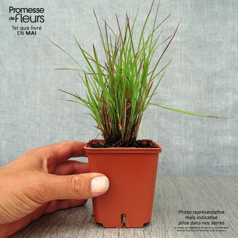 Exemplaar van Schizachyrium scoparium Standing Ovation - Prairiegras Kweekpotje van 8/9 cm zoals geleverd in de lente