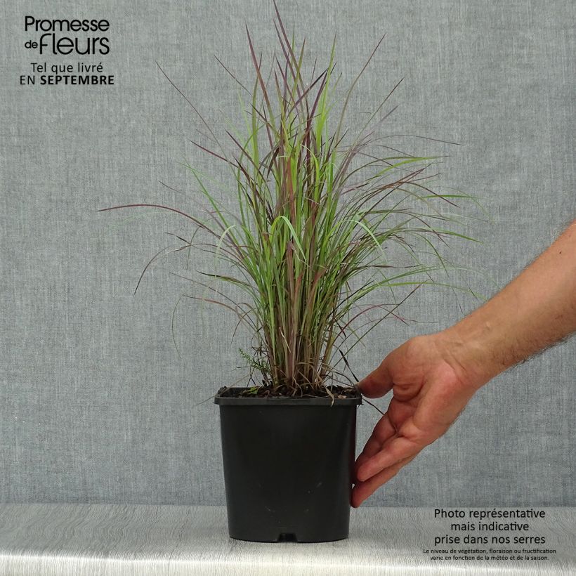 Exemplaar van Schizachyrium scoparium Twilight Zone - Prairiegras Pot van 2 l/3 l zoals geleverd in de herfst
