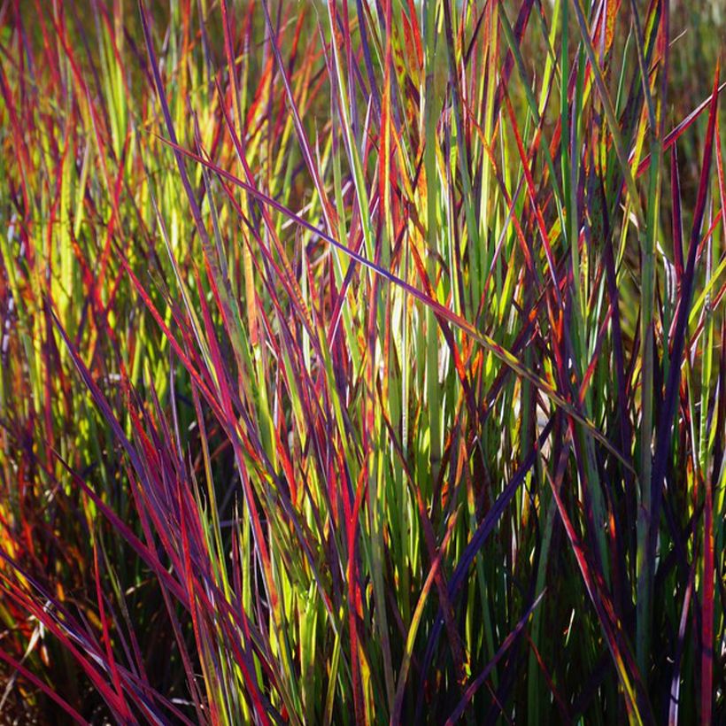 Schizachyrium scoparium Twilight Zone - Prairiegras (Blad)