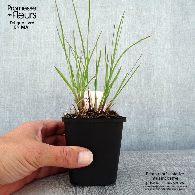 Exemplaar van Schizachyrium scoparium Wild West - Prairiegras Kweekpotje van 8/9 cm zoals geleverd in de lente