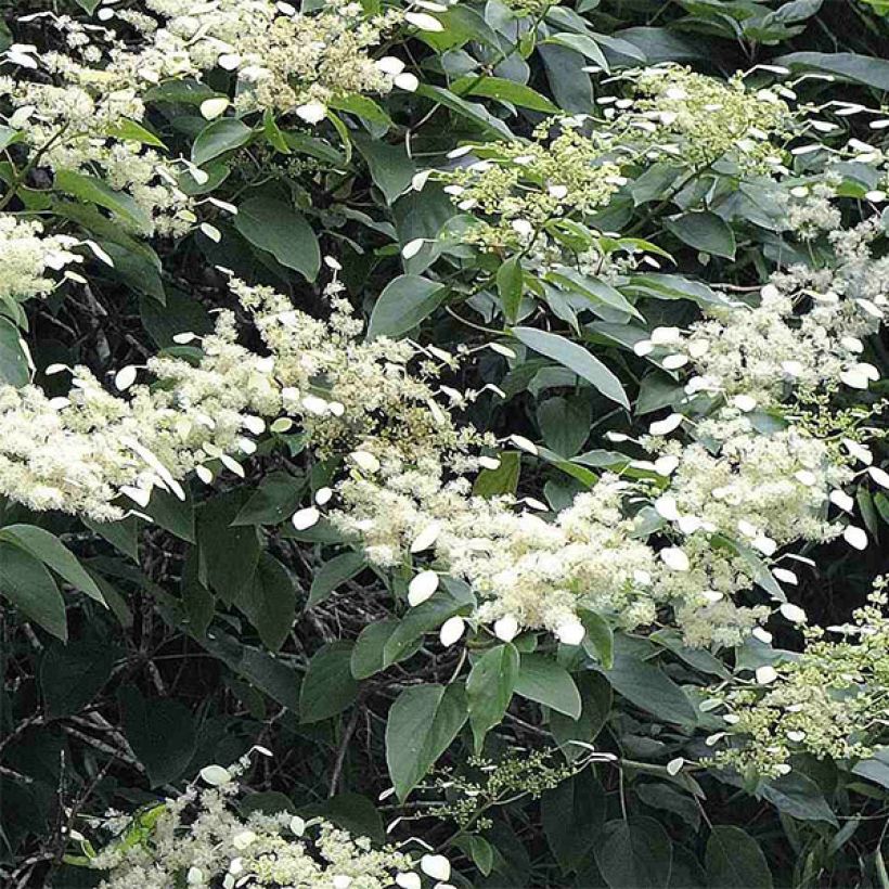 Schizophragma fauriei - Valse klimhortensia (Bloei)