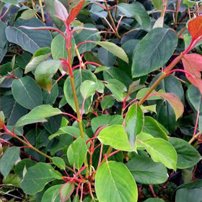 Schizophragma hydrangeoides Red Rhapsody - Schijnhortensia (Blad)