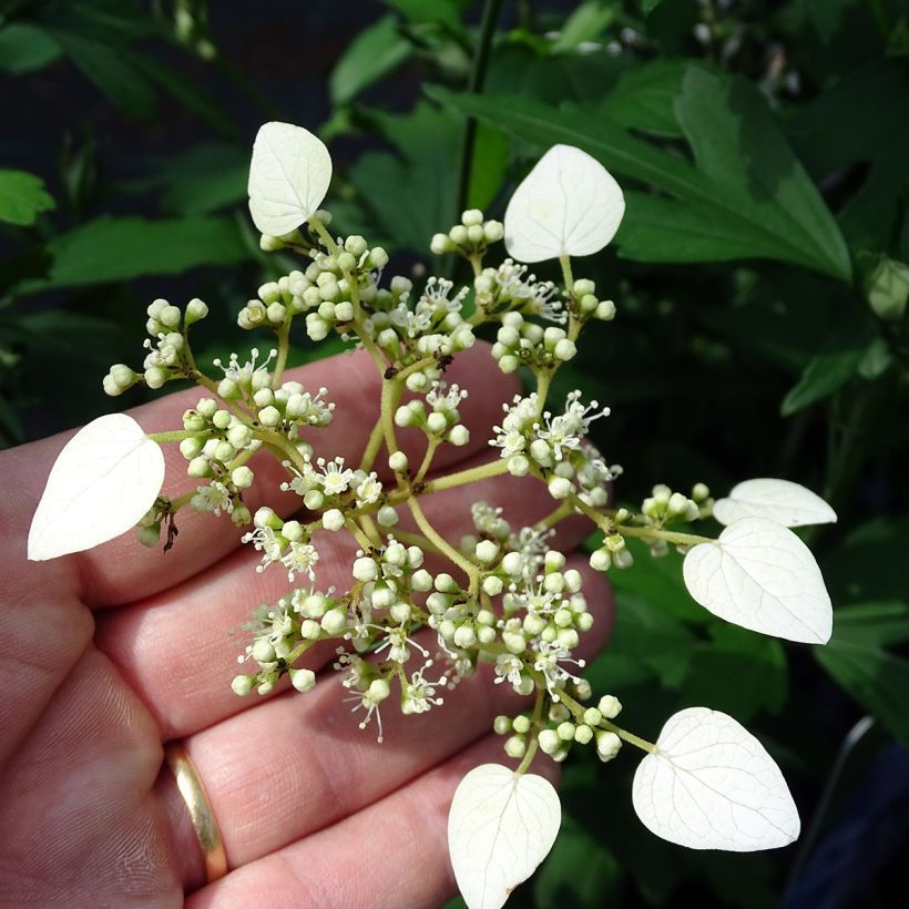 Schizophragma hydrangeoides - Valse klimhortensia (Flowering)