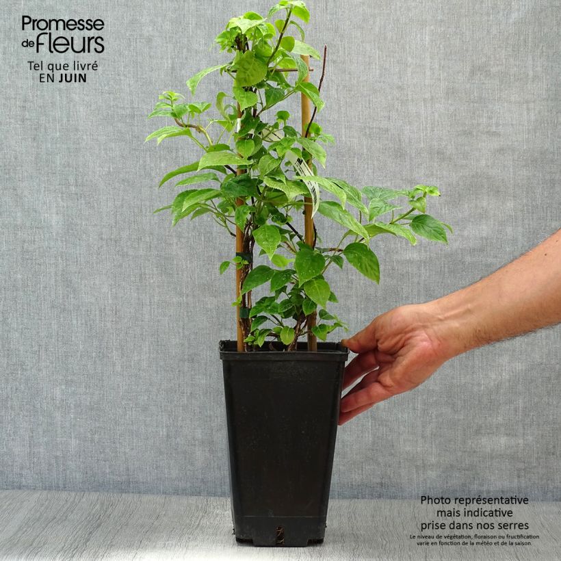 Exemplaar van Schizophragma hydrangeoides - Valse klimhortensia Pot van 2 l/3 l zoals geleverd in de zomer